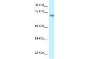 Image no. 1 for anti-Folliculin (FLCN) (AA 506-555) antibody (ABIN6747602)