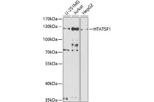 Western blot analysis of extracts of various cell lines, using HT antibody  at 1:1000 dilution. (HTATSF1 anticorps  (AA 1-270))