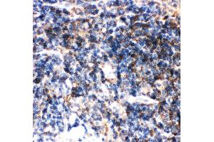 Anti-Bid Picoband antibody,  IHC(P): Mouse Spleen Tissue (BID anticorps  (AA 1-195))