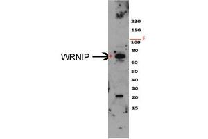 Sample Type: HeLa cell lysateDilution: 1:1000 (WRNIP1 anticorps  (N-Term))