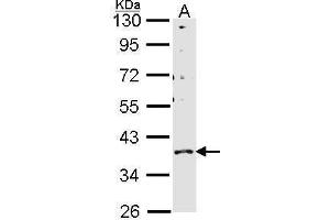 WB Image Sample (30 ug of whole cell lysate) A: H1299 10% SDS PAGE GPR146 antibody antibody diluted at 1:1000 (GPR146 anticorps)