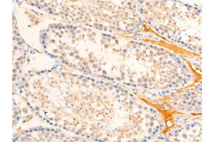 ABIN6267236 at 1/100 staining mouse testis tissue sections by IHC-P.