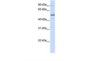 Image no. 1 for anti-Zinc Finger Protein 275 (ZNF275) (N-Term) antibody (ABIN6739328) (ZNF275 anticorps  (N-Term))