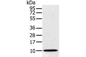 Western Blot analysis of Raw264. (NDUFA2 anticorps)