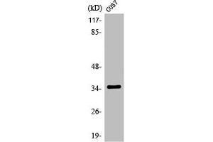 Western Blot analysis of COS7 cells using Olfactory receptor 13C4 Polyclonal Antibody (OR13C4 anticorps  (Internal Region))