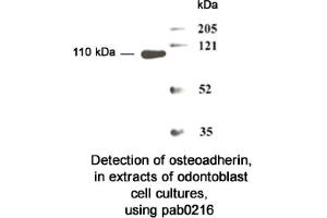 Image no. 2 for anti-Osteomodulin (OMD) (N-Term) antibody (ABIN347103) (Osteomodulin anticorps  (N-Term))