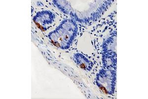 Immunohistochemical analysis of paraffin-embedded R.