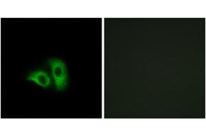 Immunofluorescence analysis of A549 cells, using OR10X1 Antibody. (OR10X1 anticorps  (AA 216-265))