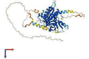 AlphaFold protein structure predicition of Mouse Recombinant Atg4d Protein, UniprotID Q8BGV9