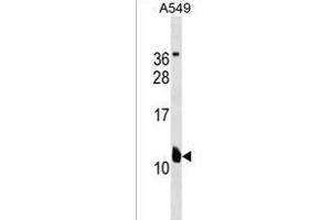 KCNE2 Antibody (C-term) (ABIN1537598 and ABIN2838269) western blot analysis in A549 cell line lysates (35 μg/lane). (KCNE2 anticorps  (C-Term))
