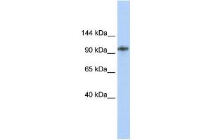 Western Blotting (WB) image for anti-Bobby Sox Homolog (BBX) antibody (ABIN2458006) (BBX anticorps)