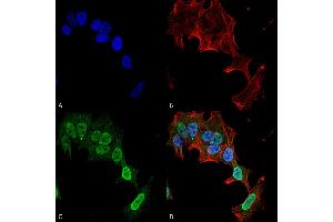 Immunocytochemistry/Immunofluorescence analysis using Mouse Anti-mGluR1/5 Monoclonal Antibody, Clone S75-33 . (Metabotropic Glutamate Receptor 5 anticorps  (AA 824-1203) (Atto 488))
