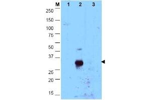 Image no. 1 for anti-CCAAT/enhancer Binding Protein (C/EBP), delta (CEBPD) (N-Term) antibody (ABIN1106666) (CEBPD anticorps  (N-Term))