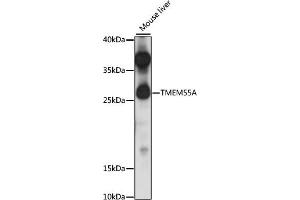 Western blot analysis of extracts of mouse liver, using TMEM55A antibody (ABIN7270967) at 1:1000 dilution.
