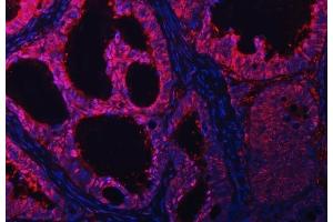 IF analysis of PSMB4 using anti-PSMB4 antibody (ABIN7600532).