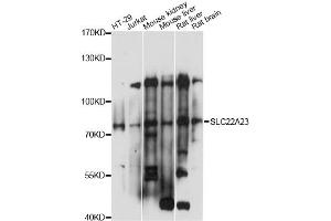 Western blot analysis of extracts of various cell lines, using SLC22A23 antibody (ABIN6292277) at 1:1000 dilution.