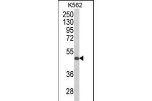 Western blot analysis of KIR3DS1 Antibody (C-term) (ABIN652617 and ABIN2842412) in K562 cell line lysates (35 μg/lane). (KIR3DS1 anticorps  (C-Term))