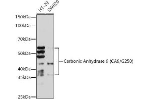 Western blot analysis of extracts of various cell lines, using Carbonic Anhydrase 9 (C/G250) Rabbit mAb (ABIN1680827, ABIN3019284, ABIN3019285 and ABIN7101745) at 1:1000 dilution. (CA9 anticorps)