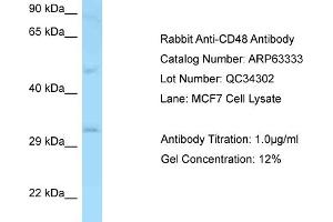 Western Blotting (WB) image for anti-CD48 (CD48) (N-Term) antibody (ABIN2789452) (CD48 anticorps  (N-Term))