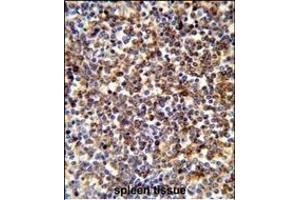 Formalin-fixed and paraffin-embedded human spleen tissue reacted with COTL1 Antibody (C-term), which was peroxidase-conjugated to the secondary antibody, followed by DAB staining.