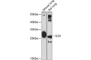 Western blot analysis of extracts of various cell lines, using IL24 antibody (ABIN6128082, ABIN6142368, ABIN6142369 and ABIN6219012) at 1:3000 dilution. (IL-24 anticorps  (AA 52-140))