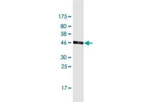Western Blot detection against Immunogen (43. (GTSF1L anticorps  (AA 1-148))