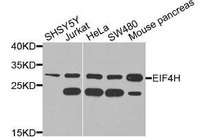 Western blot analysis of extracts of various cells, using EIF4H antibody. (EIF4H anticorps)