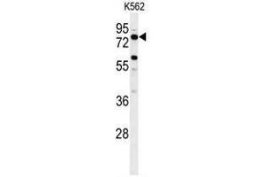 Western blot analysis of ACBG2 Antibody (Center) in K562 cell line lysates (35ug/lane). (ACSBG2 anticorps  (Middle Region))