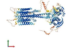 AlphaFold protein structure predicition of Human Recombinant ADCY1 Protein, UniprotID Q08828