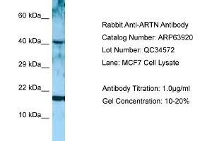 Western Blotting (WB) image for anti-Artemin (ARTN) (Middle Region) antibody (ABIN2789666) (ARTN anticorps  (Middle Region))