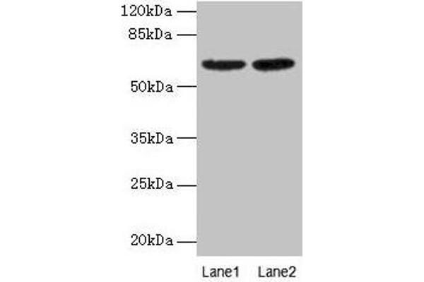 COBRA1 anticorps  (AA 8-199)
