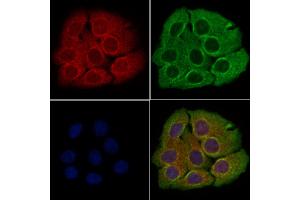 ABIN6260361 and ABIN6266793 staining Hela cells by IF/ICC. (C1orf57 anticorps  (C-Term))