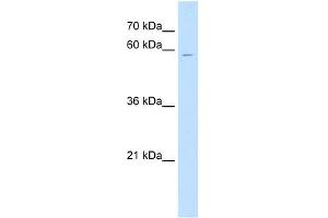 CSGALNACT1 antibody used at 1 ug/ml to detect target protein. (CSGALNACT1 anticorps  (N-Term))