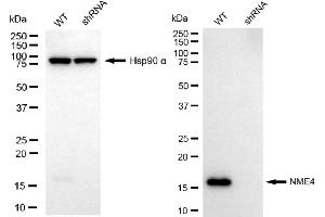 anti-NME/NM23 Nucleoside Diphosphate Kinase 4 (NME4) antibody