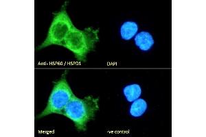 (ABIN5539538) Immunofluorescence analysis of paraformaldehyde fixed A431 cells, permeabilized with 0. (HSPD1 anticorps  (AA 333-344))