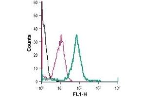 Cell surface detection of cystine/glutamate transporter in live intact human THP-1 monocytic leukemia cells:(black line) Cells.