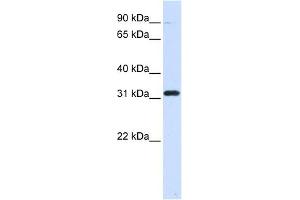 EEF1B2 antibody used at 1 ug/ml to detect target protein. (EEF1B2 anticorps  (Middle Region))