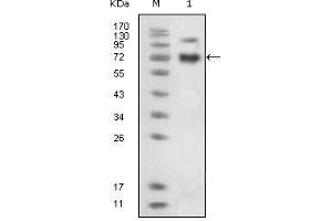 Western Blot showing EphB4 antibody used against extracellular domain of human EphB4 (aa16-539). (EPH Receptor B4 anticorps)