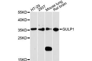Western blot analysis of extracts of various cell lines, using GULP1 antibody (ABIN5971783) at 1:3000 dilution. (GULP1 anticorps)