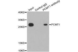 Immunoprecipitation analysis of 200ug extracts of HepG2 cells using 1ug PCMT1 antibody. (PCMT1 anticorps)