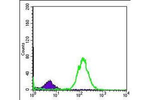Flow cytometric analysis of Hela cells using BID mouse mAb (green) and negative control (purple). (BID anticorps)