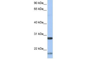 BDNF antibody used at 1 ug/ml to detect target protein. (BDNF anticorps  (Middle Region))