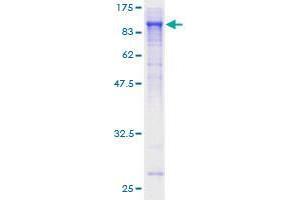 Image no. 1 for SHC (Src Homology 2 Domain Containing) Family, Member 4 (SHC4) (AA 1-630) protein (GST tag) (ABIN1319941)