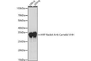 Western blot analysis of extracts of various cell lines, using HRP Rabbit Anti-Camelid VHH Antibody antibody (ABIN3014998, ABIN3014999, ABIN3015000 and ABIN1680416) at 1:1000 dilution. (Lapin anti-Chameau IgG Anticorps (HRP))