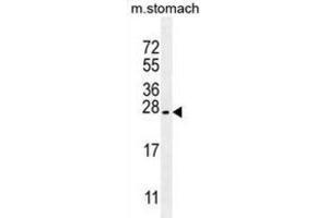 Western Blotting (WB) image for anti-Prostate Stem Cell Antigen (PSCA) antibody (ABIN2997805) (PSCA anticorps)