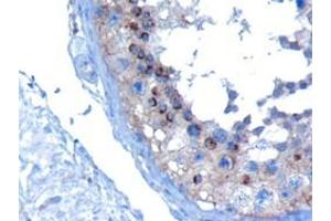 ABIN185184 (10µg/ml) staining of paraffin embedded Human Testis. (VPS28 anticorps  (C-Term))