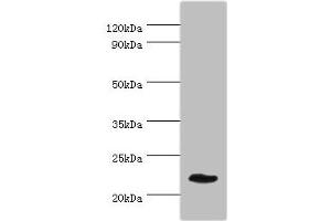 Western blot All lanes: GFER antibody at 3 μg/mL + Mouse liver tissue Secondary Goat polyclonal to rabbit IgG at 1/10000 dilution Predicted band size: 24, 16 kDa Observed band size: 24 kDa (GFER anticorps  (AA 81-205))