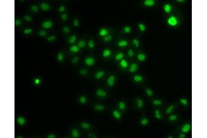Immunofluorescence analysis of U2OS cells using HIRIP3 antibody. (HIRIP3 anticorps)
