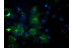 Anti-PDE2A mouse monoclonal antibody (ABIN2454178) immunofluorescent staining of COS7 cells transiently transfected by pCMV6-ENTRY PDE2A (RC207219). (PDE2A anticorps)