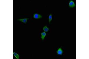 Immunofluorescent analysis of Hela cells using ABIN7148034 at dilution of 1:100 and Alexa Fluor 488-congugated AffiniPure Goat Anti-Rabbit IgG(H+L) (CBWD2 anticorps  (AA 96-395))